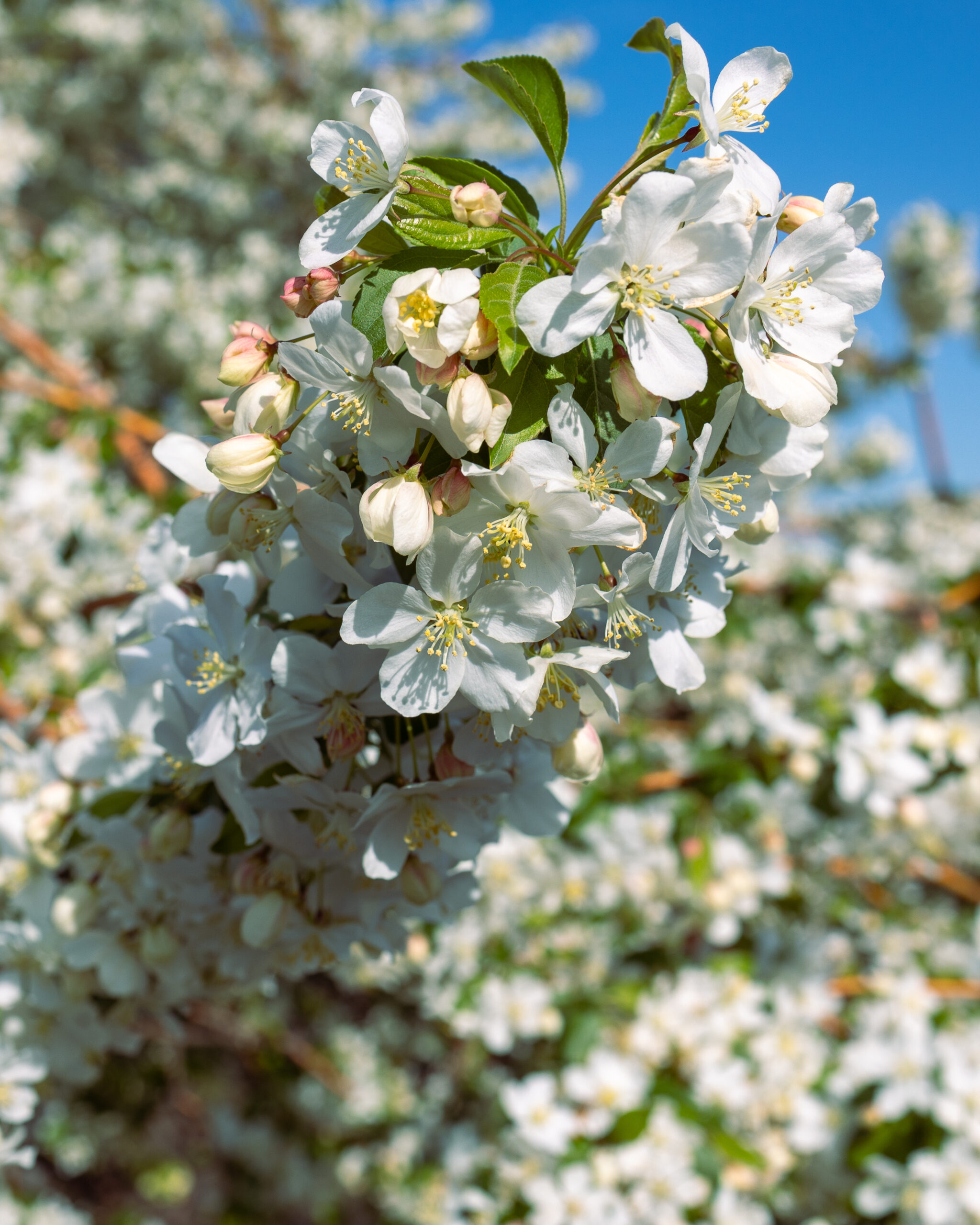 white flowers on a tree with a blue sky